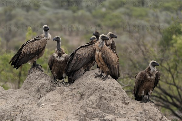 White-backed vulture (Gyps africanus), group, adult, alert, Sabi Sand Game Reserve, Kruger National Park, Kruger National Park, South Africa, Africa