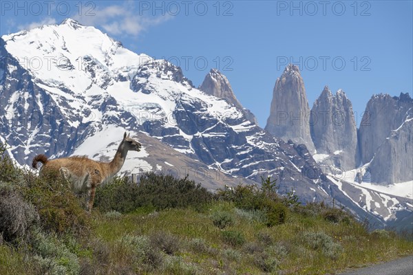 Guanaco (Llama guanicoe), Huanako, Torres del Paine National Park, Patagonia, End of the World, Chile, South America