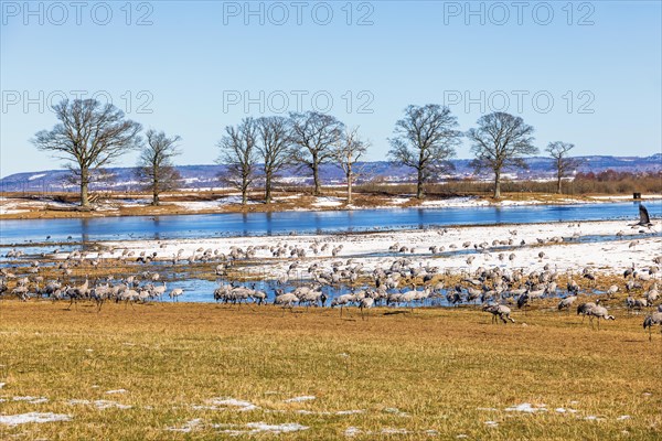 Flock of migrating cranes (grus grus) in a field by a lake with ice and snow on an early spring day, Hornborgasjoen, Sweden, Europe