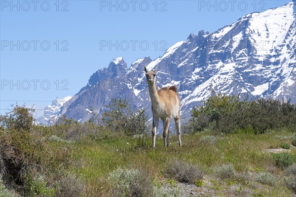 Guanaco (Llama guanicoe), Huanako, Torres del Paine National Park, Patagonia, End of the World, Chile, South America