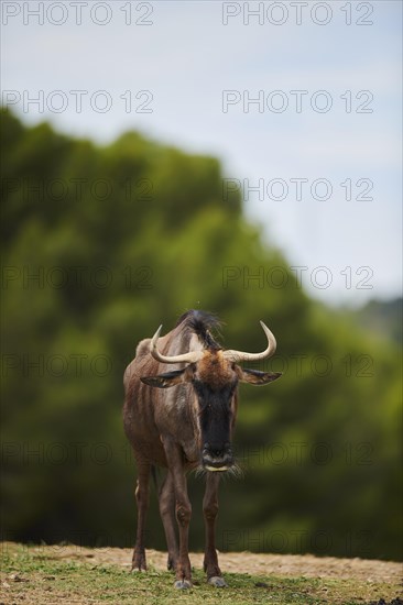 Blue wildebeest (Connochaetes taurinus) in the dessert, captive, distribution Africa