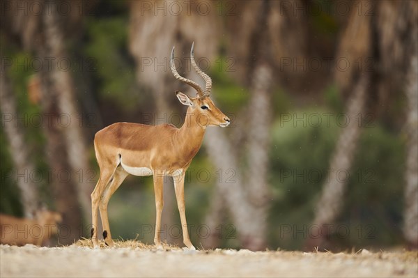 Impala (Aepyceros melampus), buck, standing in the dessert, captive, distribution Africa
