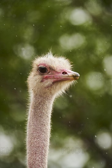 Common ostrich (Struthio camelus), portrait, captive, distribution Africa
