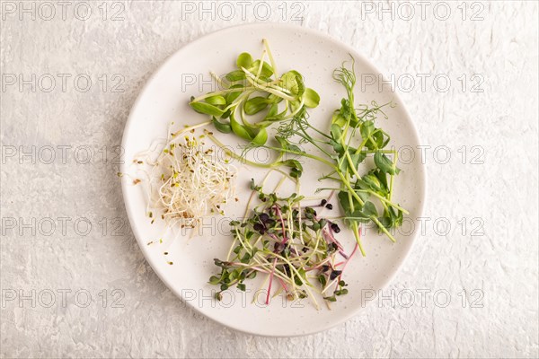 White ceramic plate with microgreen sprouts of green pea, sunflower, alfalfa, radish on gray concrete background. Top view, flat lay, close up