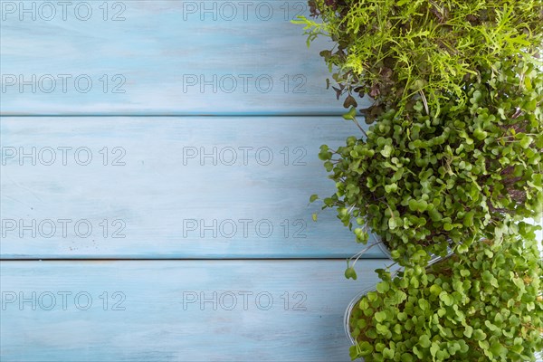 Set of boxes with microgreen sprouts of rucola, mizuna and kohlrabi cabbage on blue wooden background. Top view, flat lay, copy space