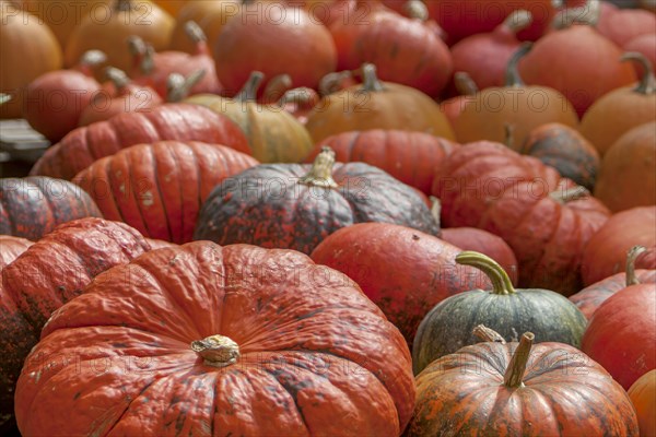 Pumpkins (Cucurbita), street sale, Palatinate, Rhineland-Palatinate, Germany, Europe