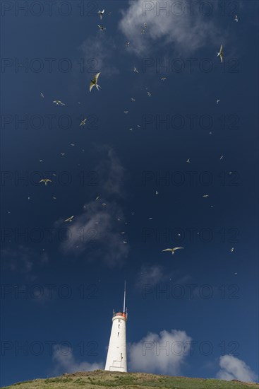 Arctic terns above Reykjanesviti lighthouse, Reykjanes on Baejarfell, Reykjanes peninsula, near Reykjavik, Iceland, Europe