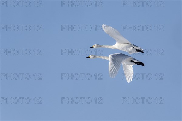 Tundra swans (Cygnus bewickii), flying, Emsland, Lower Saxony, Germany, Europe