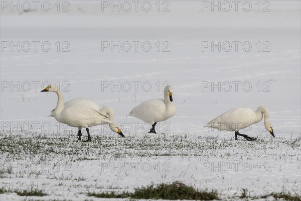 Tundra swans (Cygnus bewickii), flying, Emsland, Lower Saxony, Germany, Europe