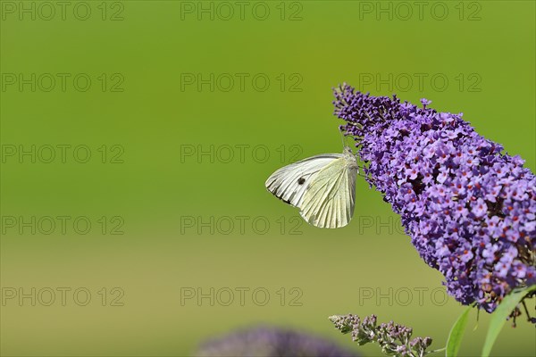 Small white (Pieris rapae), sucking nectar from a blossom of the butterfly-bush (Buddleja davidii), Wilnsdorf, North Rhine-Westphalia, Germany, Europe