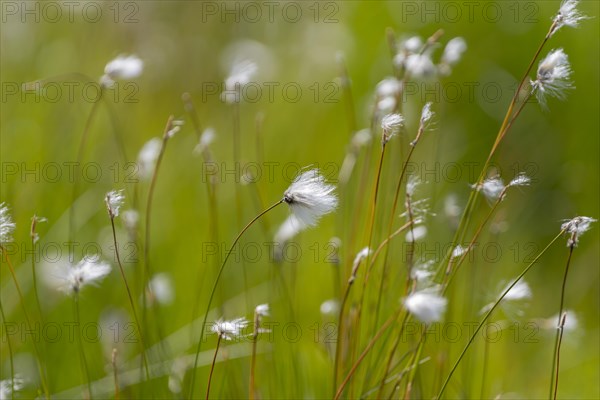 Hare's-tail cottongrass (Eriophorum vaginatum), landscape, nature photograph, close-up, summer, blurred background, Aseral, Agder, Norway, Europe