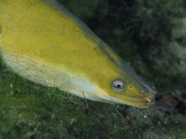 Close-up of European eel (Anguilla anguilla) at night, dive site Klosterinsel, Rheinau, Canton Zurich, Rhine, High Rhine, Switzerland, Germany, Europe