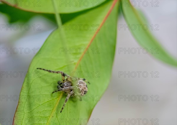 Side view of male Larinioides sclopetarius (Bridge spider) on green leaf