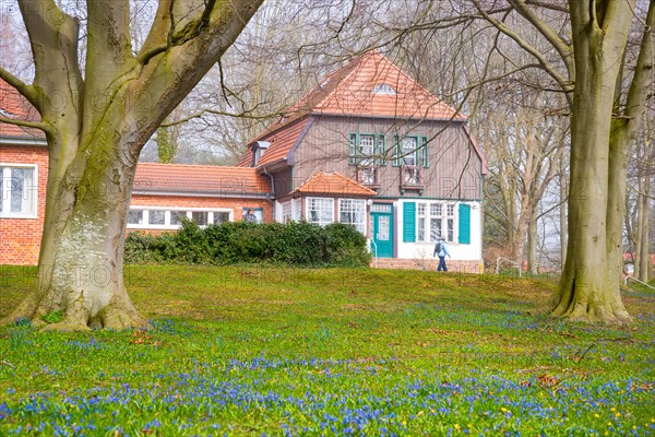 Haus Seedorn, Gerhart-Hauptmann-Haus, Gerhart-Hauptmann-Museum, traditional house surrounded by trees and a meadow with blue flower carpets, old copper beeches (Fagus sylvatica), many blooming squills (Scilla), also Szilla, early bloomers, flowers on a foggy day in spring, monastery, island Hiddensee, Mecklenburg-Vorpommern, Germany, Europe