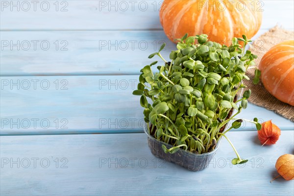 Microgreen sprouts of sunflower with pumpkin on blue wooden background. Side view, copy space, close up