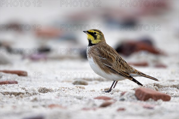 Horned lark, Heligoland