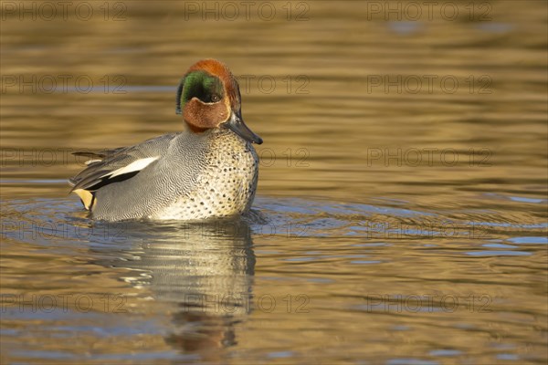 Common teal duck (Anas crecca) adult male bird displaying on a lake, Norfolk, England, United Kingdom, Europe