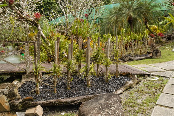 Orchid and bromeliad flower beds in botanical garden, selective focus, copy space, malaysia, Kuching orchid park