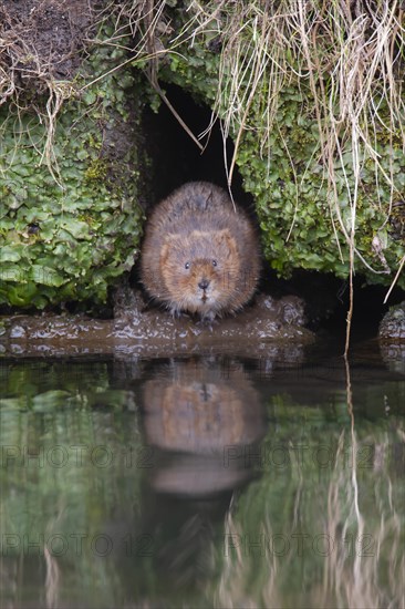 Water vole (Arvicola amphibius) adult animal emerging from a river bank, Derbyshire, England, United Kingdom, Europe
