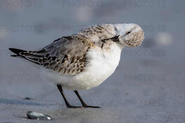 Sanderling