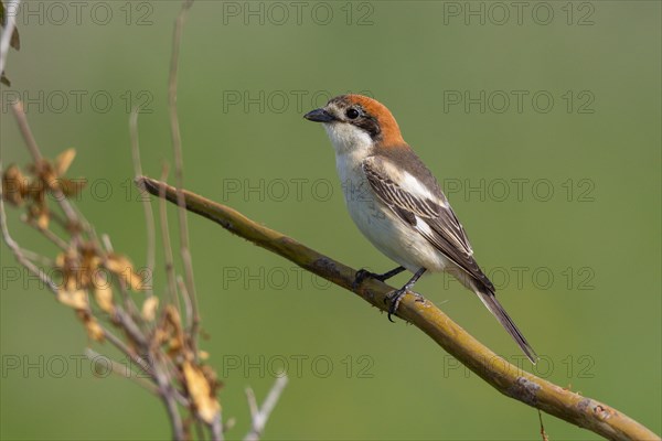 Red-headed Shrike