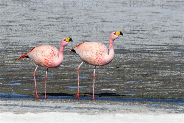 James Flamingo, NP Eduardo Avaroa Bolivia