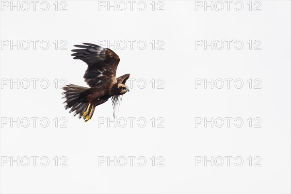 Western marsh-harrier (Circus aeruginosus), Emsland, Lower Saxony, Germany, Europe