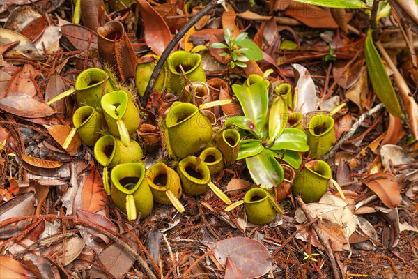 Pitcher Plant Nepenthes in Bako national park. Vacation, travel, tropics concept, no people, Malaysia, Borneo, Kuching, Asia