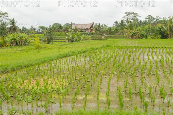 Rice terraces, Campuhan ridge walk, Bali, Indonesia, track on the hill with grass, large trees, jungle and rice fields. Travel, tropical, Ubud, Asia