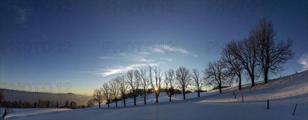 Sun shining through bare trees, snowy winter landscape on the Brunnersberg, Solothurn, Switzerland, Europe