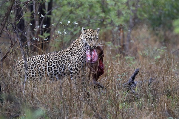 Leopard (Panthera pardus), adult, carrying prey, Sabi Sand Game Reserve, Kruger NP, Kruger National Park, South Africa, Africa