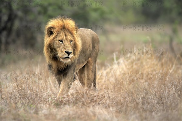 Lion (Panthera leo), adult, male, stalking, vigilant, Sabi Sand Game Reserve, Kruger National Park, Kruger National Park, South Africa, Africa