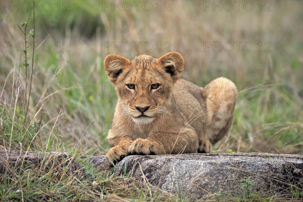 Lion (Panthera leo), young, alert, sitting, Sabi Sand Game Reserve, Kruger National Park, Kruger National Park, South Africa, Africa