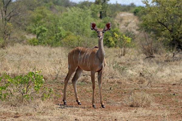 Greater Kudu, zambezi greater kudu (Strepsiceros zambesiensis), adult, female, foraging, Kruger National Park, Kruger National Park, South Africa, Africa