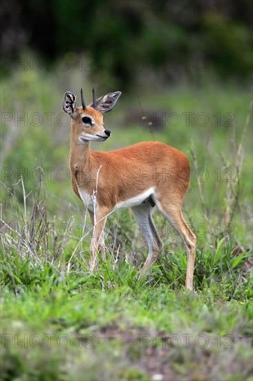 Steenbok (Raphicerus campestris), adult, male, foraging, vigilant, dwarf antelope, Kruger National Park, Kruger National Park, South Africa, Africa