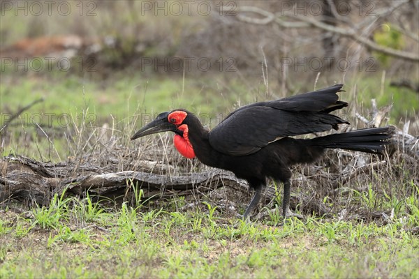 Southern ground hornbill (Bucorvus leadbeateri), adult, foraging, alert, Kruger National Park, Kruger National Park, South Africa, Africa