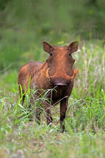 Warthog, (Phacochoerus aethiopicus), adult, foraging, alert, Kruger National Park, Kruger National Park, South Africa, Africa