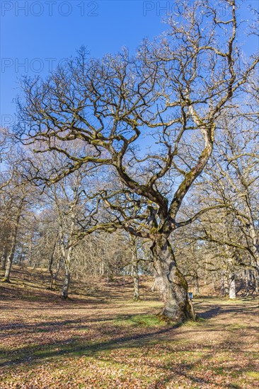 Old oak tree in a meadow on a sunny spring day