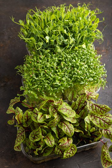 Set of boxes with microgreen sprouts of sorrel, pea, cilantro on black concrete background. Side view, close up