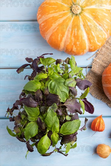 Microgreen sprouts of basil with pumpkin on blue wooden background. Top view, flat lay, close up