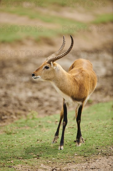 Southern lechwe (Kobus leche) in the dessert, captive, distribution Africa