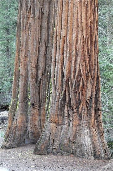 Sequoias in Mariposa Grove, Yosemite National Park, California, USA, North America