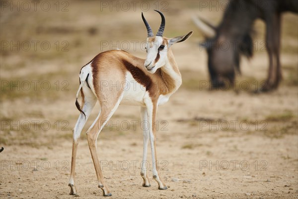 Springbok (Antidorcas marsupialis) in the dessert, captive, distribution Africa