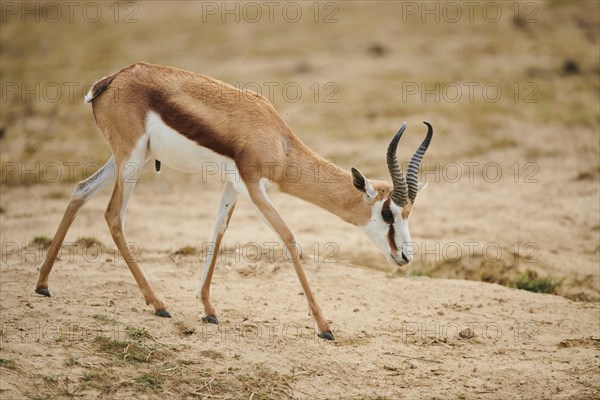 Springbok (Antidorcas marsupialis) in the dessert, captive, distribution Africa