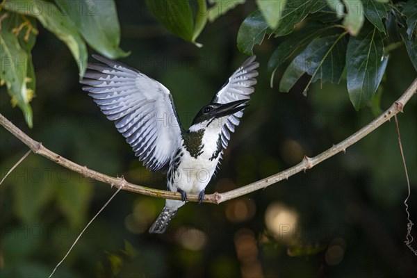 Amazon kingfisher (Chloroceryle amazona) Pantanal Brazil