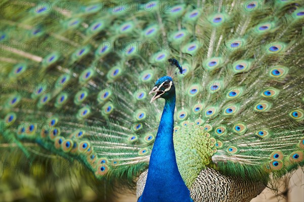 Indian peafowl (Pavo cristatus) doing a cartwheel, spreading its feathers, eyes, France, Europe