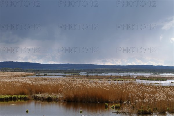 Wetland biotope in the Peene Valley, overwatered meadows, rare habitat for endangered plants and animals, Grosser Rosin nature reserve, rewetting of agricultural land, important breeding area for rare birds, Peene Valley River Landscape nature park Park, Mecklenburg-Western Pomerania, Germany, Europe