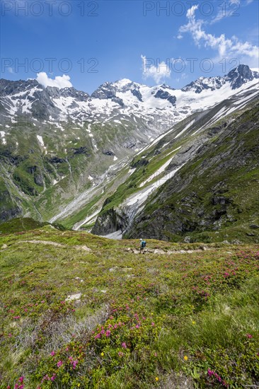 Mountaineer on hiking trail in picturesque mountain landscape with blooming alpine roses, in the background mountain peak Grosser Loeffler and Oestliche Floitenspitze with glacier Floitenkees, valley Floitengrund, Berliner Hoehenweg, Zillertal Alps, Tyrol, Austria, Europe