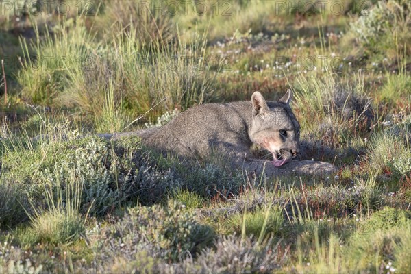 Cougar (Cougar concolor), silver lion, mountain lion, cougar, panther, small cat, cleans itself, Torres del Paine National Park, Patagonia, end of the world, Chile, South America