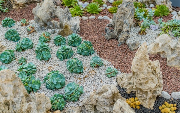 Collection of succulent cacti in gravel covered soil among stones and boulders inside greenhouse